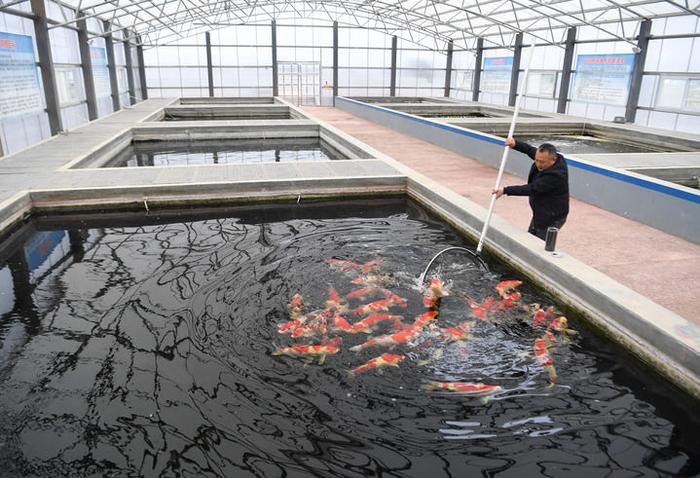 李长彦在长彦观赏鱼养殖基地为顾客选锦鲤(3月13日摄)。新华社记者 郝源 摄